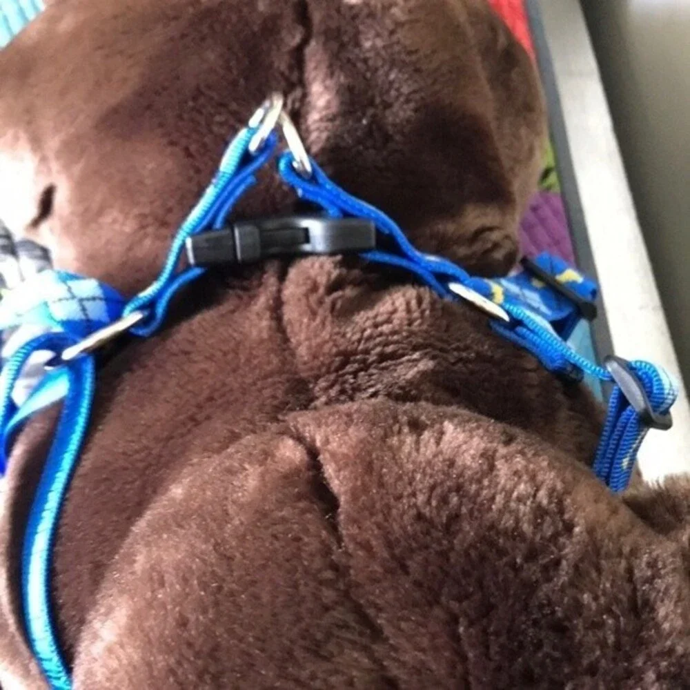 Lupine Dog Harness Blue Dapper Dog Print
